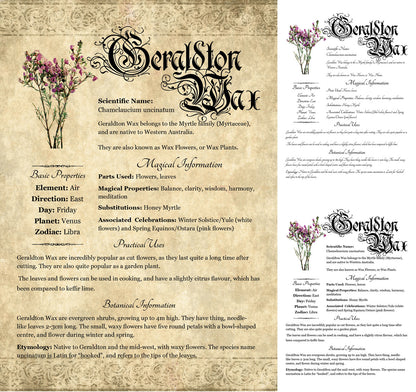 Collage of 3 versions of the Geraldton Wax grimoire page: with a readable/serif vs script font + with/without background