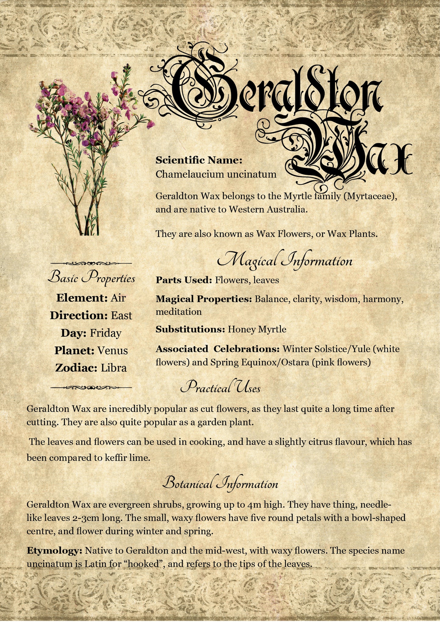 Antique-style grimoire page on the properties of Geraldton Wax, with an aged paper background and readable serif font