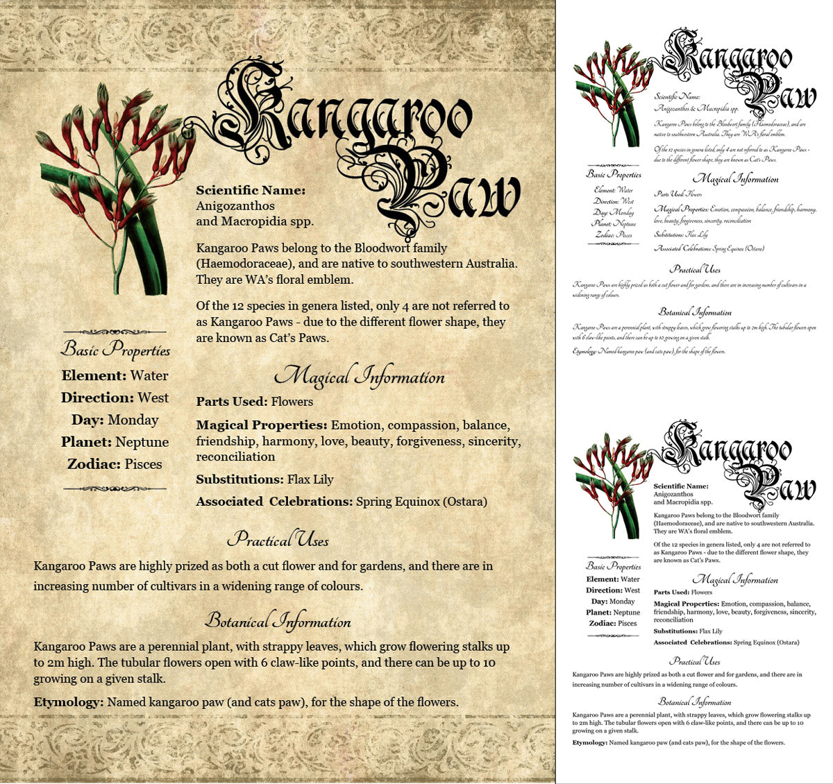 Collage of 3 versions of the Kangaroo Paw grimoire page: with a readable/serif vs script font + with/without background