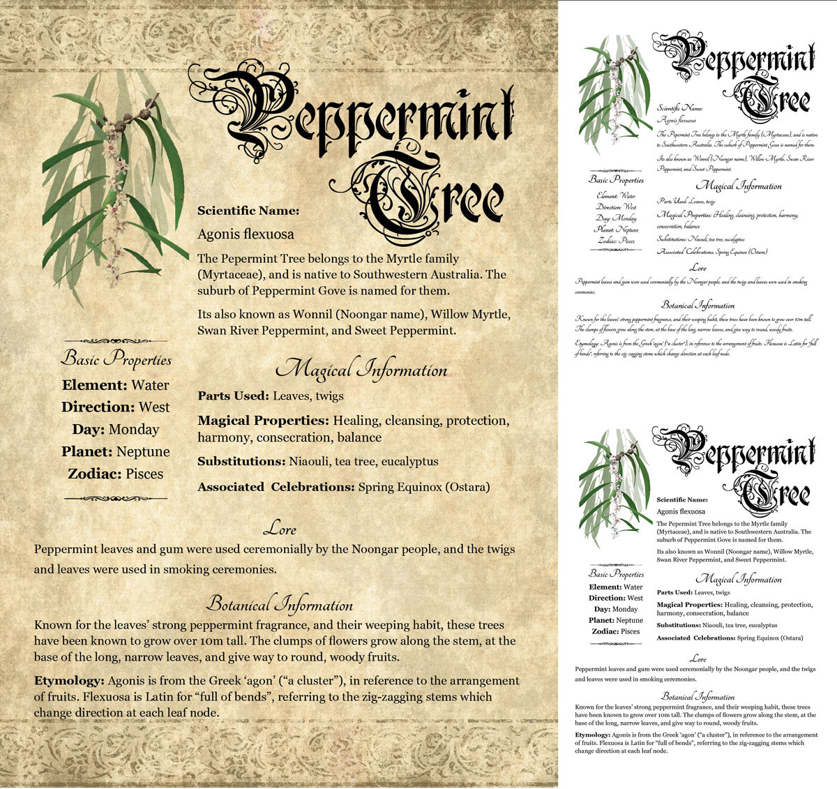 Collage of 3 versions of the Peppermint Tree grimoire page: with a readable/serif vs script font + with/without background