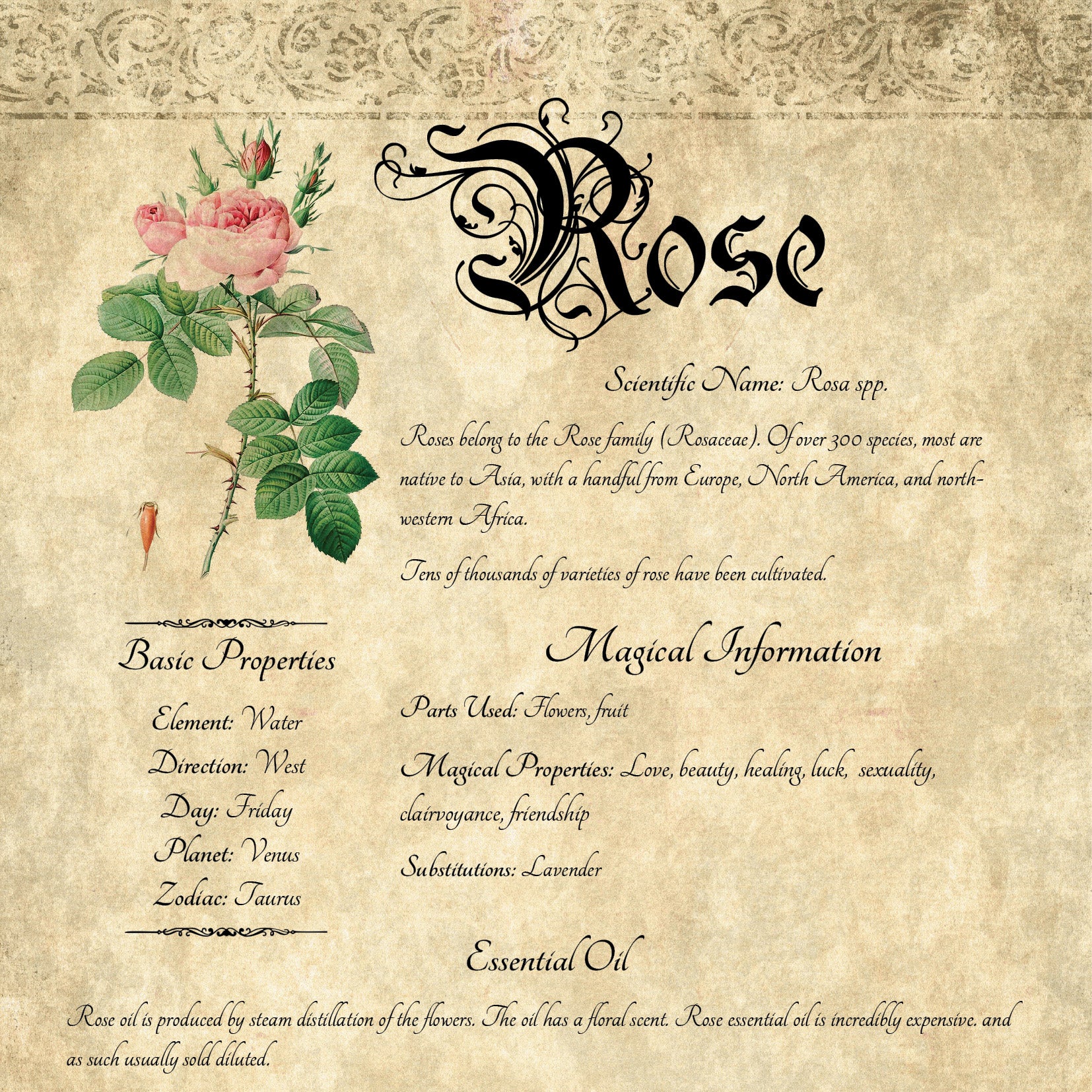 Antique-style grimoire page on the properties of Rose, with an aged paper background and script font