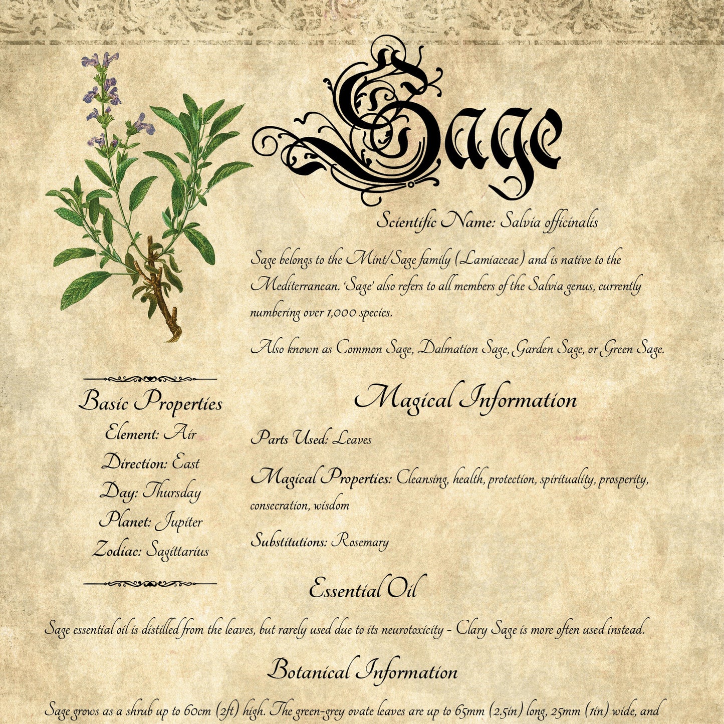 Antique-style grimoire page on the properties of Sage, with an aged paper background and script font