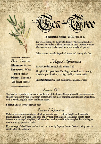 Antique-style grimoire page on the properties of Tea-Tree, with an aged paper background and readable serif font