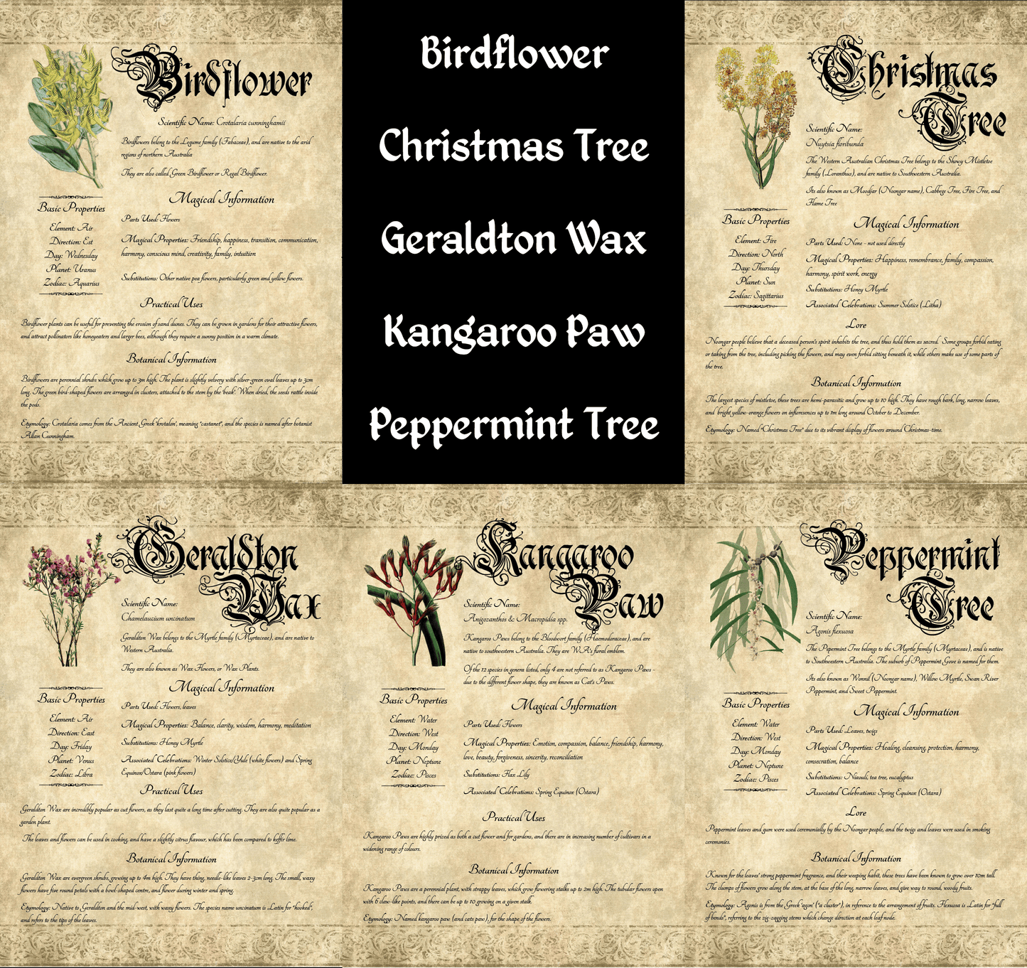 Collage of antique-style grimoire pages; text lists "Birdflower, Christmas Tree, Geraldton Wax, Kangaroo Paw, Peppermint Tree